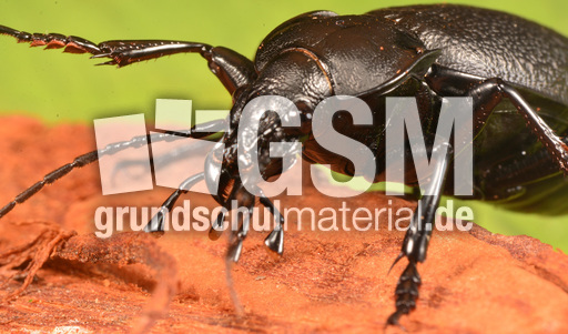 Lederlaufkäfer (8).jpg